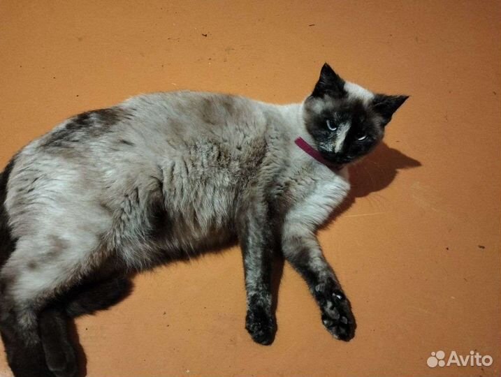 Отдам бесплатно