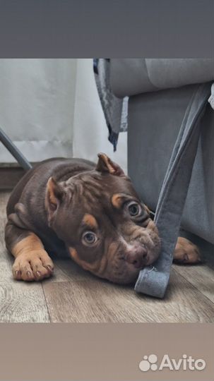 Американский булли покет щенки