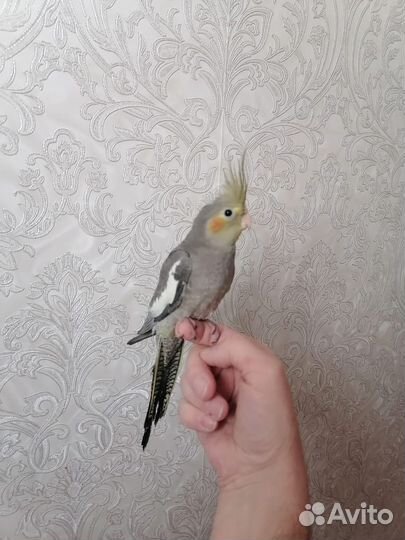 Попугай Корелла