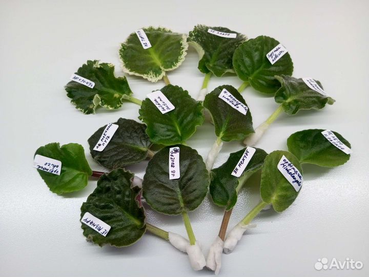 Набор черенков сортовых фиалок 20 шт почта