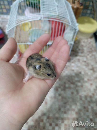 Джунгарский хомяк