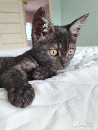 Кошка в дар