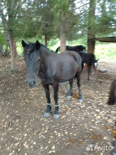 Кобылы с жеребятами (полутяжики)