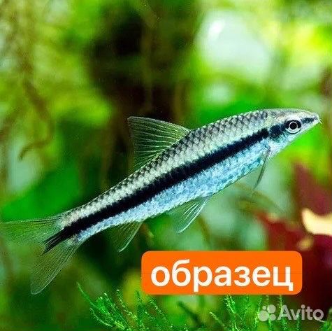 Рыба Водорослеед (с полоской)