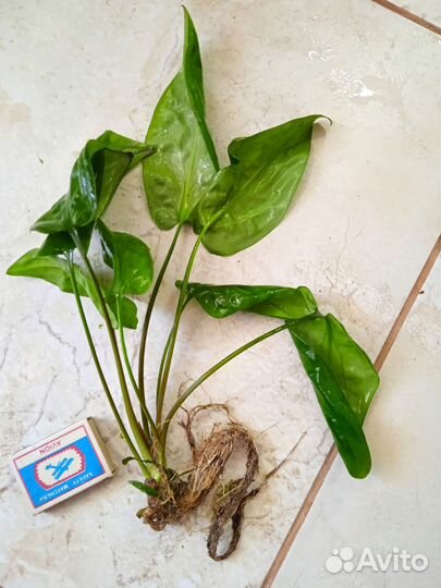 Роголистник