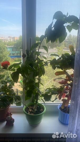 Гибискус китайская роза