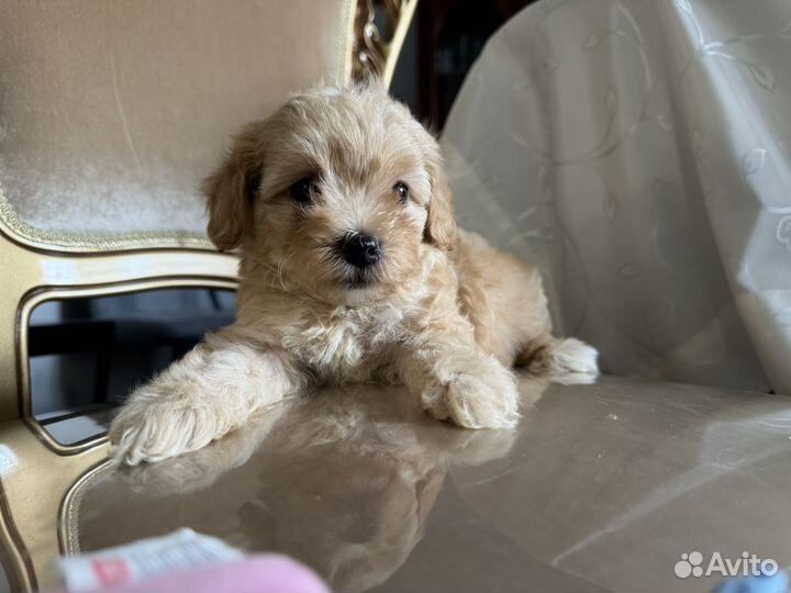 Щенки мальтипу f1 мини и стандарт