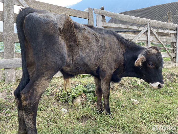 Бычки и телочка