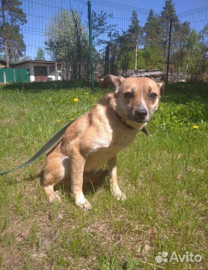 Ищет дом Мелкая Собачка Ириска