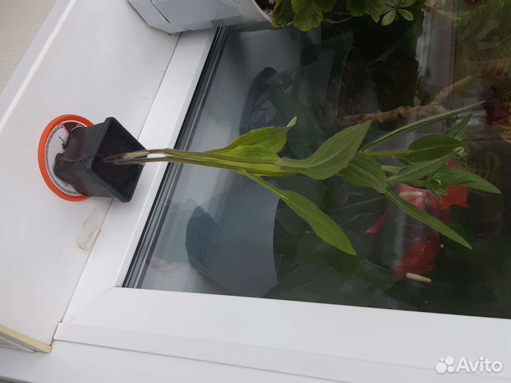 Растения для сада хаютюния