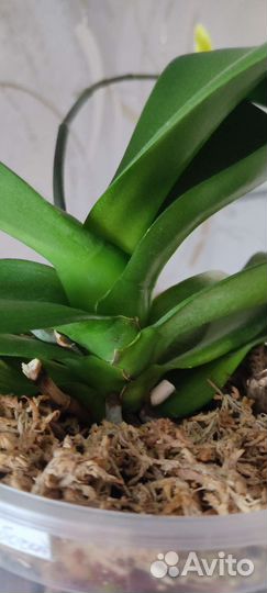 Орхидея бабочка