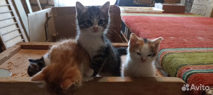Котята в добрые руки