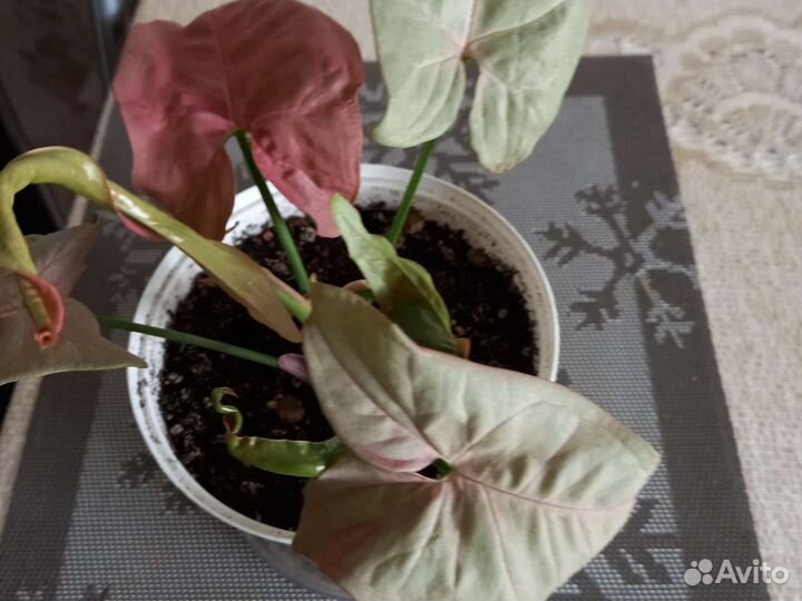 Сингониумы разные