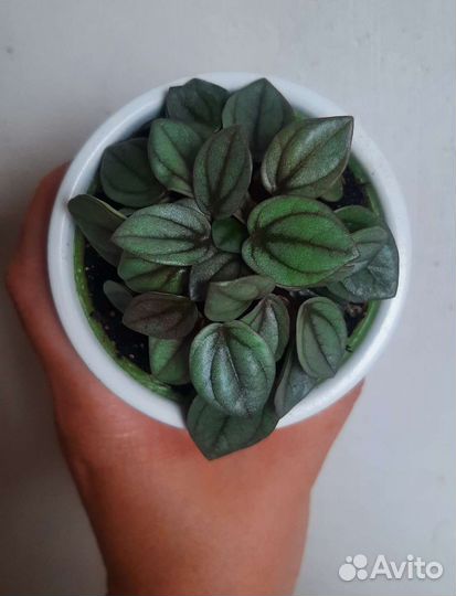 Пеперомия бамбино