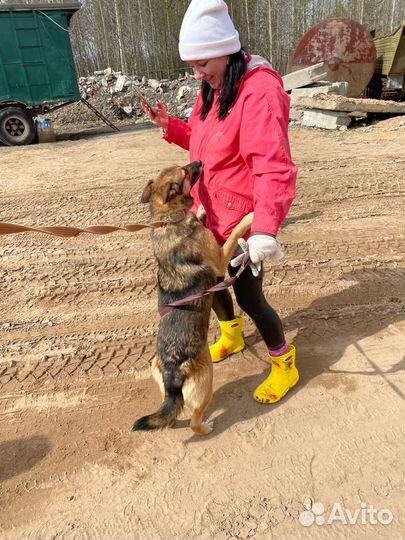 Миниовчарка