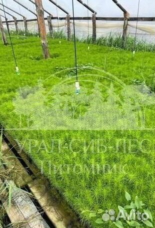 Горная сосна Мугус зкс сеянцы