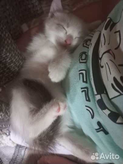 Котенок