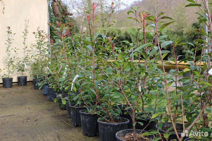 Фотиния Ред Робин для живых изгородей 80-120 см