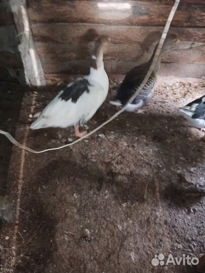 Продам гусей