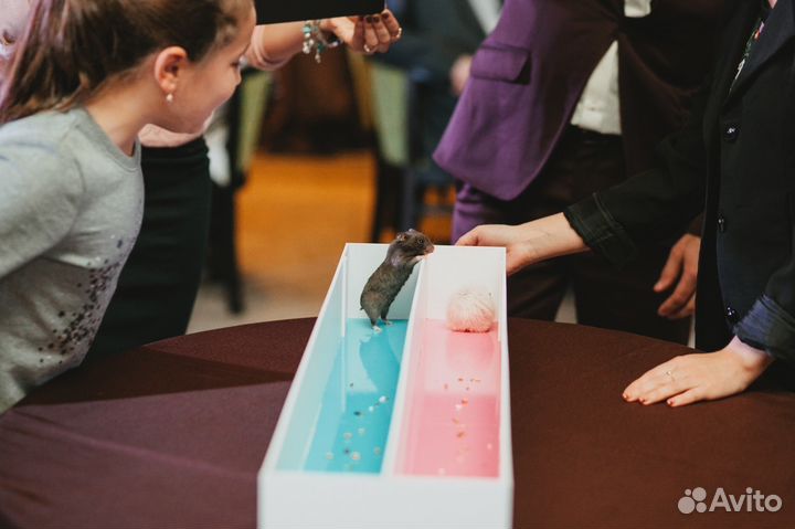 Беговая дорожка для хомячиных или крысиных бегов