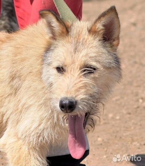 Арчи терьер