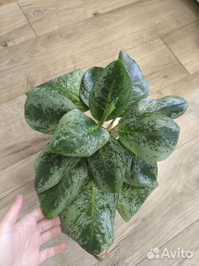 Комнатные растения цветы