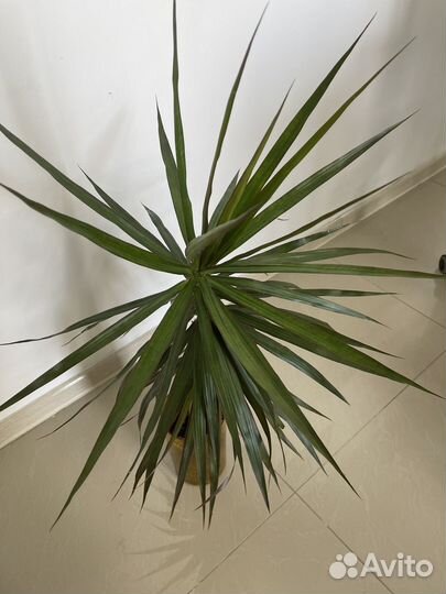 Подарок дракон Драцена