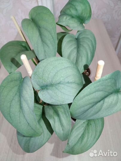 Эпипремнум, сциндапсус