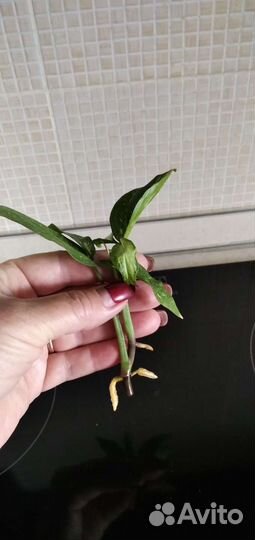 Сингониумы сортовые