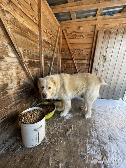 Алабай в дар