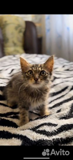 Котенок ищет дом