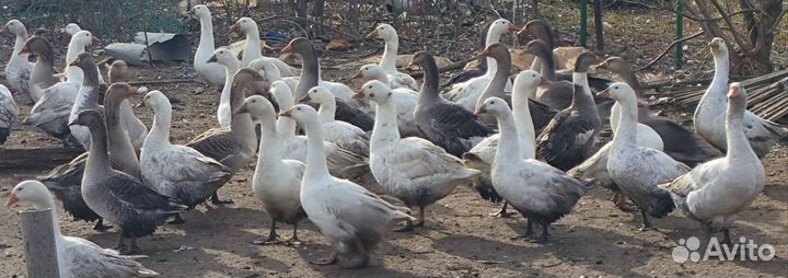 Продажа домашних гусей живьëм