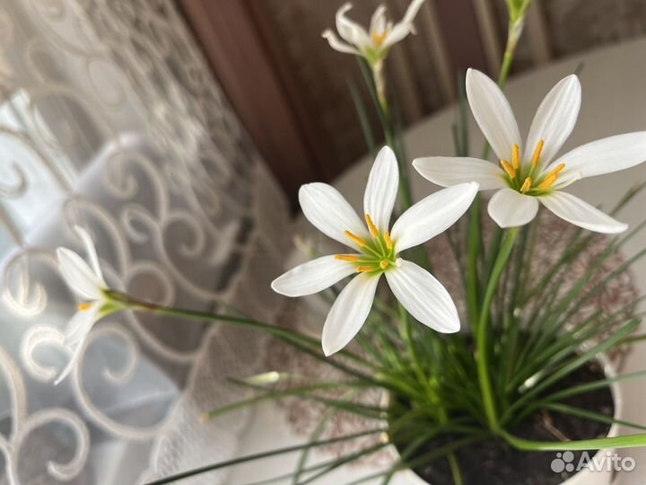 Цветок зефирантес как подснежник цветок