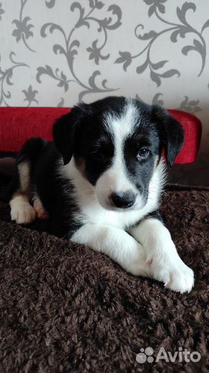 Родители щенка Метизы с овчарками