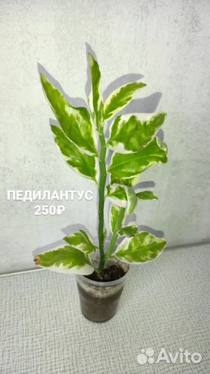 Педилантус