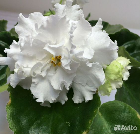 Детки сортовых фиалок