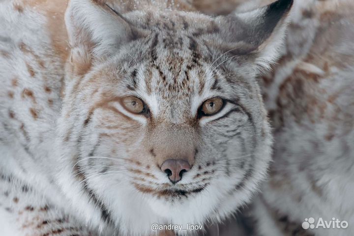 Фотоаппарат sony ZV-Е10