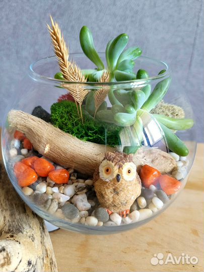 Флорариум с живыми суккулентами