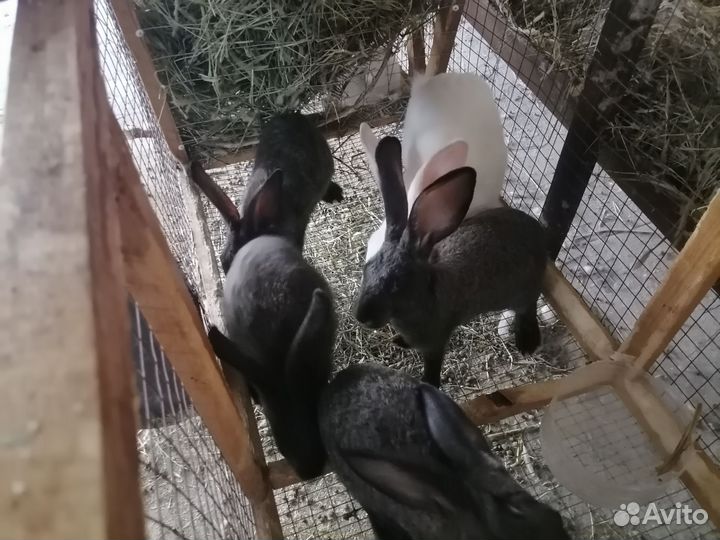 Кролики обмен