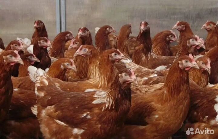 Куры-несушки