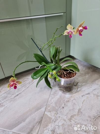 Орхидея фаленопсис бабочка пелорик