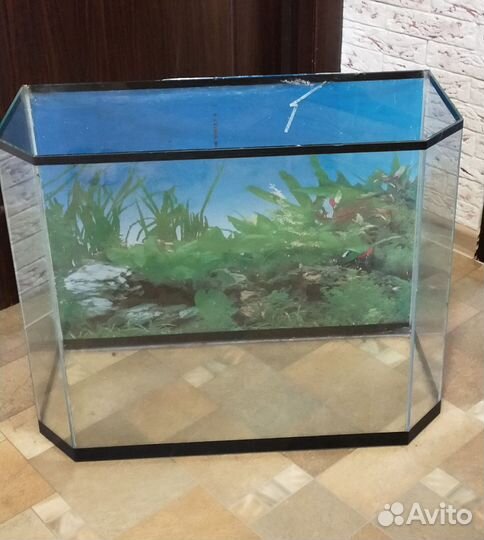 Аквариум