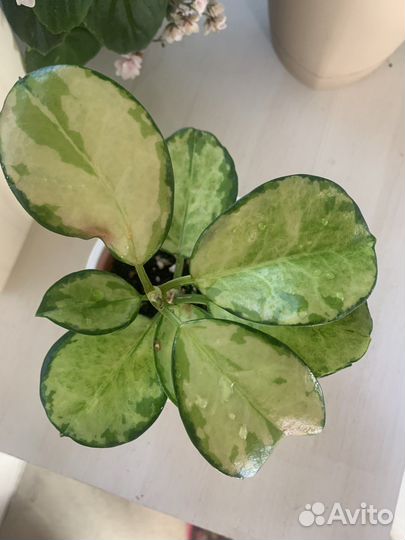 Хойя аустралис Лиза