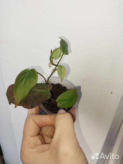 Домашние растения