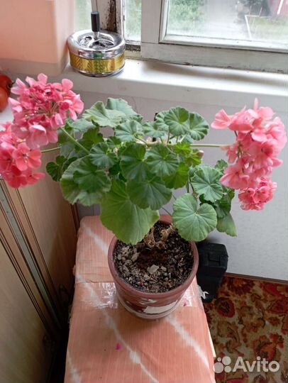 Пеларгония герань