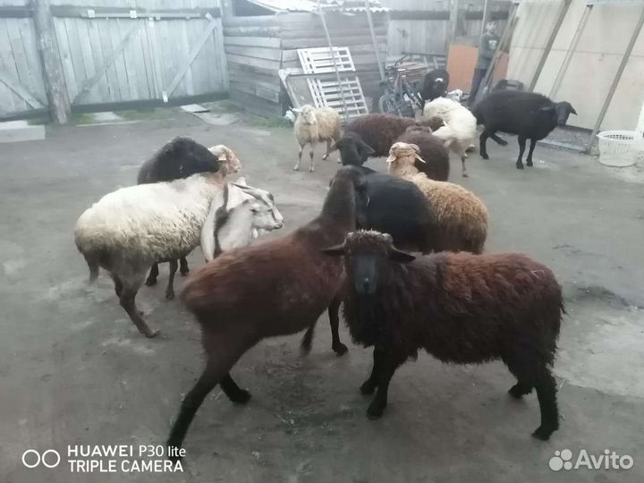 Овцы бараны ягнята