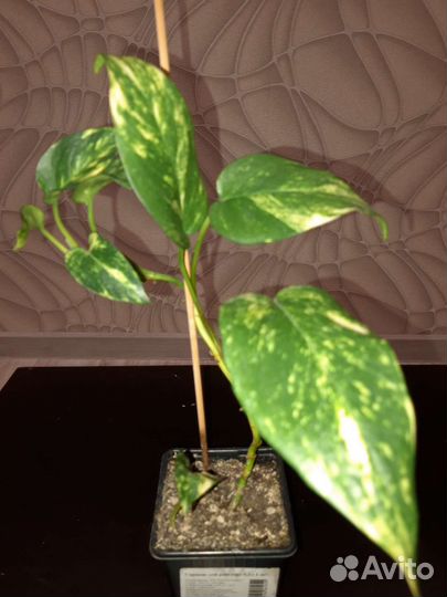 Филодендрон Малай голд, эпипремнум