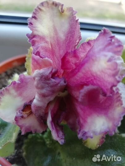 Фиалка. Детки, листы