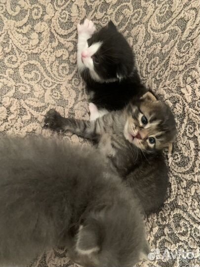 Котята в дрбрые руки