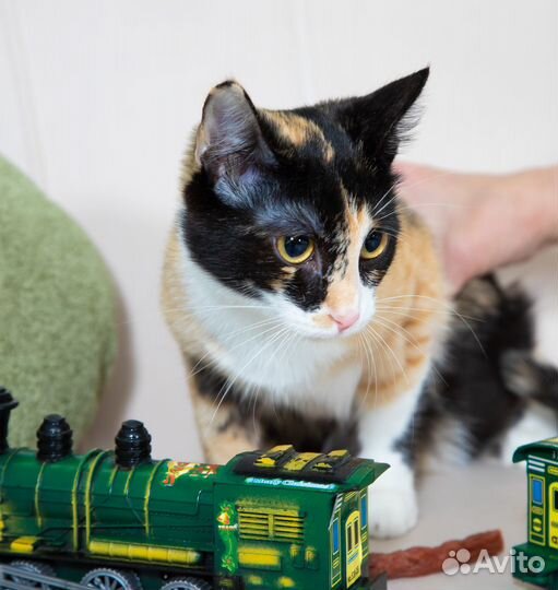 Трехцветная кошка